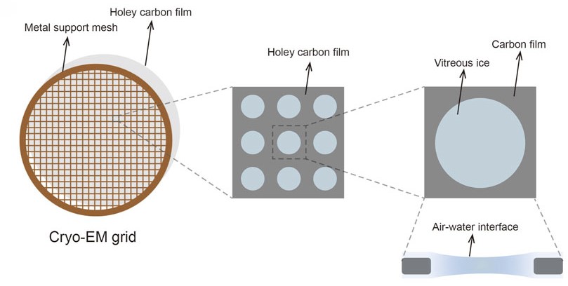 Cryo-EM grid with a metal mesh and holey carbon film for supporting sample solutions during imaging.